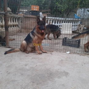 Berger allemand | Alger - Algérie | Dir L’affaire