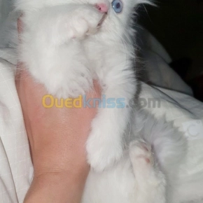 Chaton persan | Sidi Bel Abbès - Algérie | Dir L’affaire