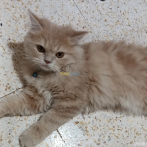 Chat persan | Constantine - Algérie | Dir L’affaire