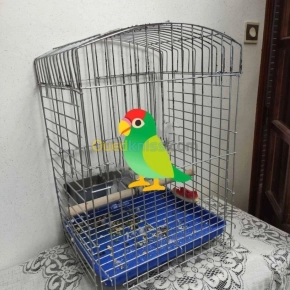 Perchoir + cage à Perroquet | Alger - Algérie | Dir L’affaire