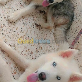 Husky | Chlef - Algérie | Dir L’affaire