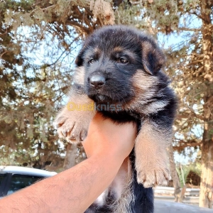 Chiot berger allemand | Alger - Algérie | Dir L’affaire