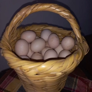 Oeufs Bio élevé au pâturage | Alger - Algérie | Dir L’affaire