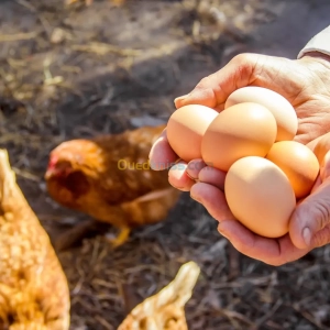 Œufs bio | Alger - Algérie | Dir L’affaire